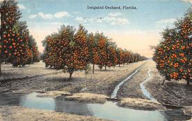 sub064279 - Orange Groves Post Card