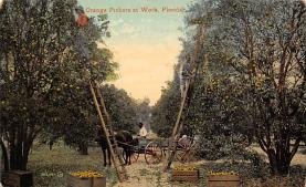 sub064283 - Orange Groves Post Card