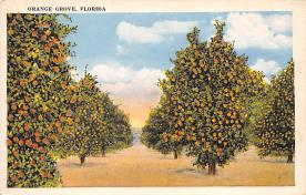 sub064301 - Orange Groves Post Card