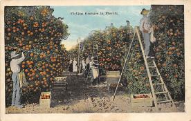 sub064307 - Orange Groves Post Card