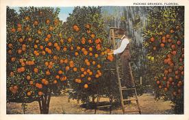 sub064311 - Orange Groves Post Card