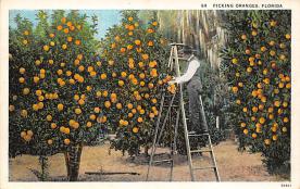 sub064313 - Orange Groves Post Card