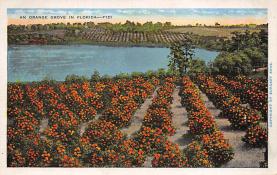 sub064361 - Orange Groves Post Card