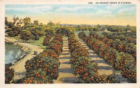 sub064363 - Orange Groves Post Card