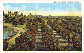 sub064365 - Orange Groves Post Card