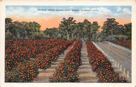 sub064369 - Orange Groves Post Card