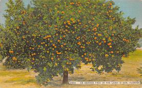 sub064379 - Orange Groves Post Card