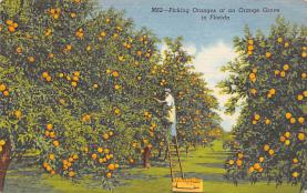 sub064397 - Orange Groves Post Card