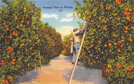 sub064399 - Orange Groves Post Card