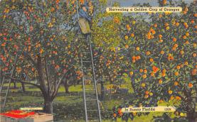 sub064401 - Orange Groves Post Card