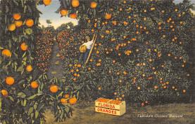 sub064407 - Orange Groves Post Card