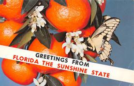 sub064433 - Orange Groves Post Card