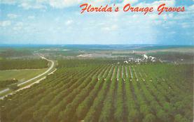 sub064437 - Orange Groves Post Card