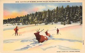 sub065309 - Yellowstone National Park Post Card