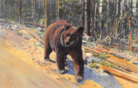 sub065351 - Yellowstone National Park Post Card