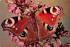 sub054251 - Butterflies Post Card