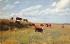 sub063507 - Cows Cattle Post Card
