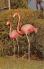 sub063577 - Flamingo Post Card
