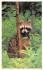 sub063791 - Raccoon Post Card