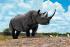 sub063835 - Rhino, Hippo Post Card