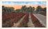 sub064359 - Orange Groves Post Card