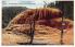 sub065465 - Yellowstone National Park Post Card