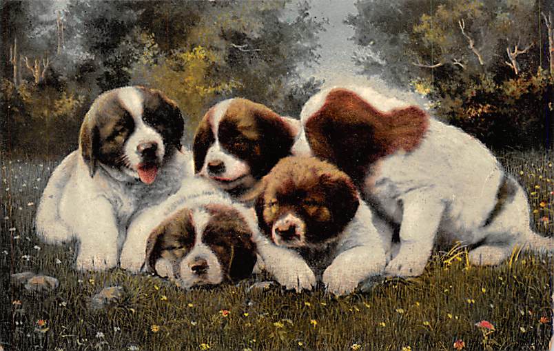 Dog Postcards - Canine