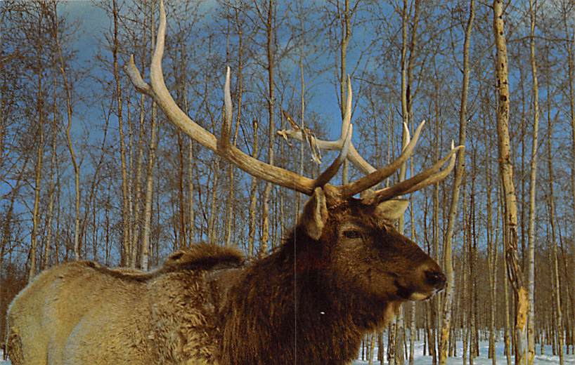 sub063525 - Deer Post Card