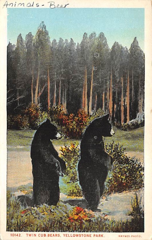 sub065379 - Yellowstone National Park Post Card