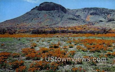 Golden Poppies - Misc, Arizona AZ Postcard