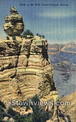 Duck on the Rock - Grand Canyon, Arizona AZ Postcard