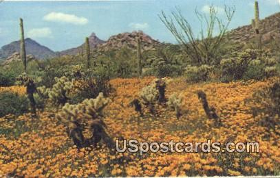 Gold Poppies - Pinnacle Peak, Arizona AZ Postcard