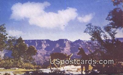 Deer - Grand Canyon, Arizona AZ Postcard