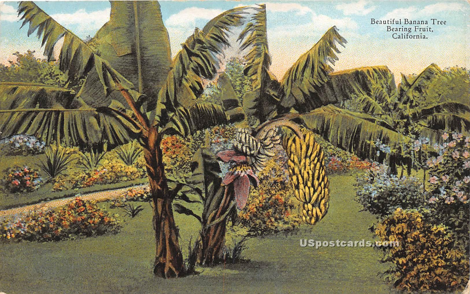 Banana Tree - MIsc, California CA Postcard