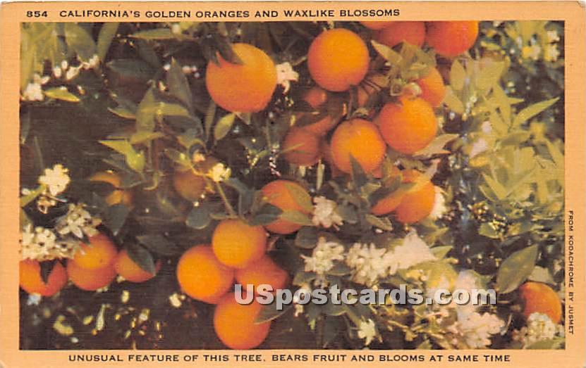 Golden Oranges - MIsc, California CA Postcard