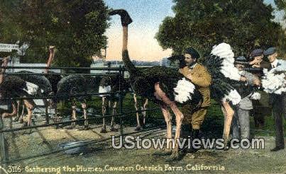 Cawston Ostrich Farm - Pasadena, California CA Postcard