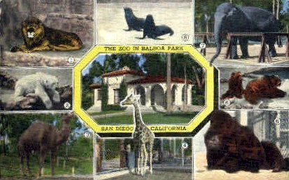 San Diego Zoo - California CA Postcard