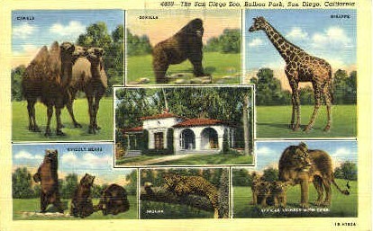 San Diego Zoo - California CA Postcard