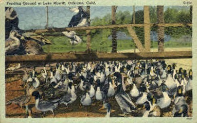 Feeding Ground on Lake Merritt - Oakland, California CA Postcard