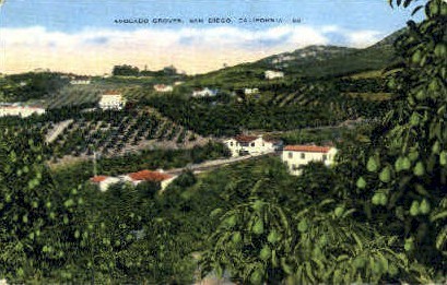Avacado Groves - San Diego, California CA Postcard