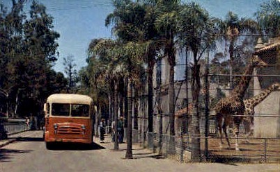 Touring Bus, San Diego Zoo - California CA Postcard