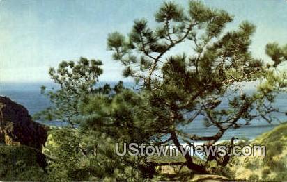 Torrey Pine - San Diego, California CA Postcard