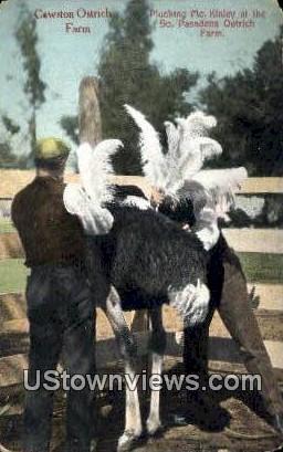 Cawston Ostrich Farm - Pasadena, California CA Postcard