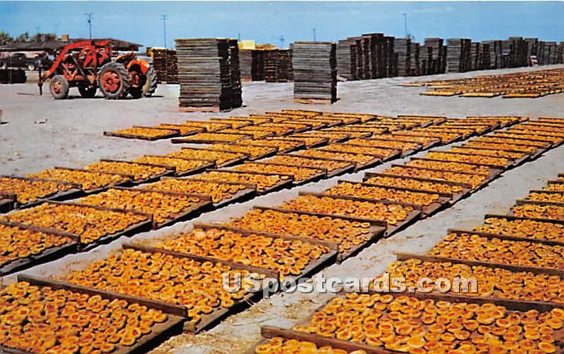 Fruit Drying Yard - San Joaquin Valley, California CA Postcard