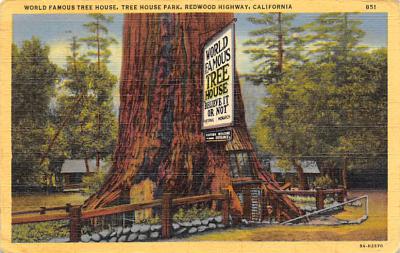 Redwoods Highway CA
