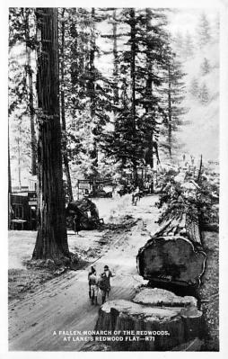 Redwood National State Park CA