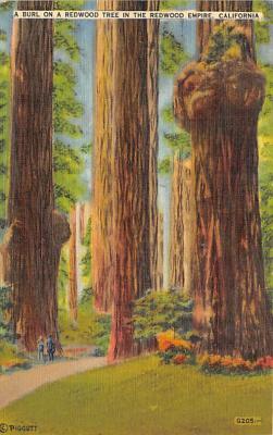 Redwood Empire CA