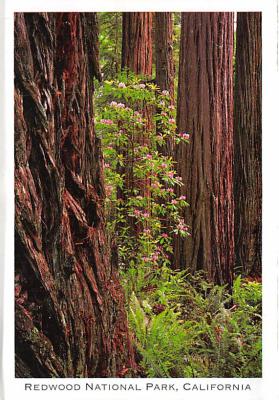 Redwood National Park CA