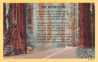 Redwood Forest CA