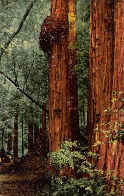 Muir Woods National Monument CA